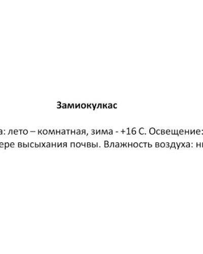 Замиокулькас, диаметр 12 см, высота 50 см купить с доставкой в Санкт-Петербурге